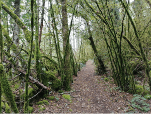 Sentier et secrets du Ferlioz, entre lapiaz et sous-bois - Artemare - 4