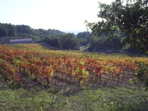 Enclave des Papes en VTT et richesses du terroir - Visan - 5