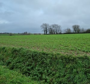 Sentier du Mont-Kokereel - Boeschepe - 3