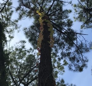 Forêt du Pignada, dite « de Chiberta », Anglet - Anglet - 4