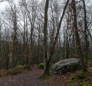 Balade dans la forêt d'Etrechy - Etréchy - 4