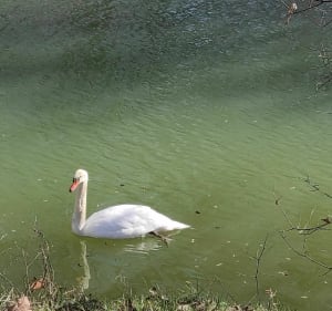 De la Chalaronne à la Saône - Saint-Didier-sur-Chalaronne - 4