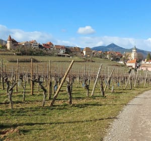 De Bennwihr à Zellenberg et retour par le Mandelberg - Bennwihr - 3