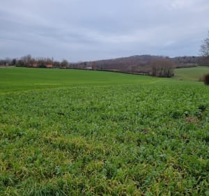 Autour de Sainte-Mildrède - Volckerinckhove - 3
