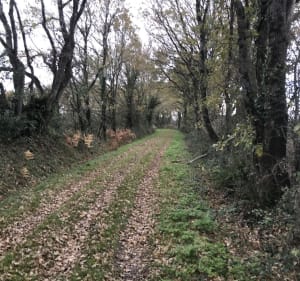 Circuit des menhirs en Pays de Retz - Chauve - 4