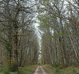Balade à la rencontre des vallées de l'Indre et de la Loire - Azay-le-Rideau - 3