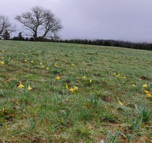 Le Bonhomme et le circuit des Jonquilles - Le Bonhomme - 3