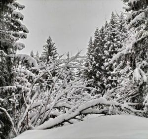 Prachtige sneeuwschoenwandeling Le Pleynet - Crêt du Bœuf - La Ferrière - 3