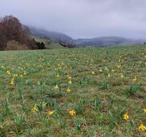 Le Bonhomme et le circuit des Jonquilles - Le Bonhomme - 4