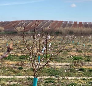 Les Asperges au Monastir Del Camp au Printemps - Passa - 4