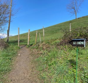 Wandeling van Murianette naar de Chêne du Venon - Murianette - 3