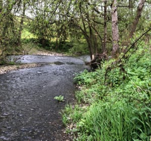 Ontdekking van de paden en routes langs de oevers van de Sèvres en de Moine - Gétigné - 4