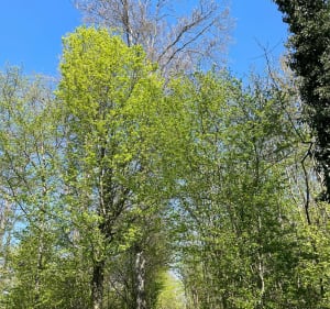 Entre They et la Neuveville-sous-Montfort - They-Sous-Montfort - 4