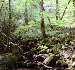 Et au milieu coule la Dragne et sa cascade - Villapourçon - 3