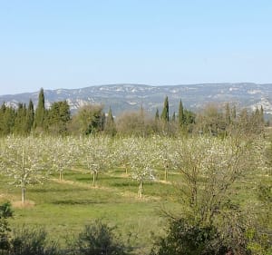 La colline de La Pécoule - Sénas - 4