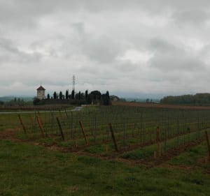 A travers vignes - Saint-André-de-Cubzac - 3