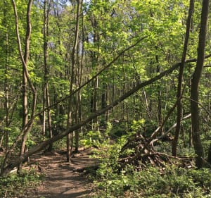 Découverte de la forêt du haut de Clamart - Clamart - 4