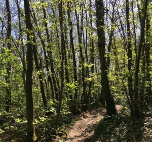 Découverte de la forêt du haut de Clamart - Clamart - 5