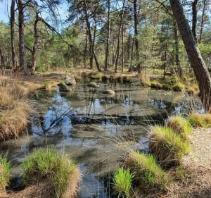 Points de vue et petite mare en forêt de Fontainebleau. - Fontainebleau - 5