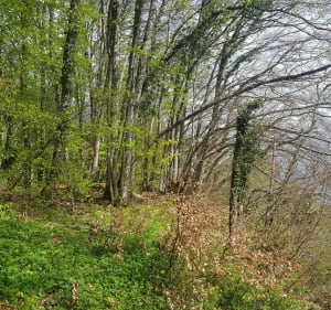 VTT au Touvet : piste Bellechambre, single Col du Marcieu - Le Touvet - 5