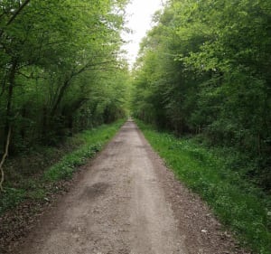 Au pied des arbres - Pruniers-en-Sologne - 3