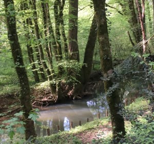 Trésors du bois d’ambre - Osselle-Routelle - 4