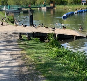 Le long des marais à long - Long - 5
