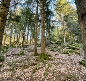 Balade forestière au lac de Freydières - Revel - 5