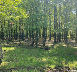 Balade autour du domaine de La Chopinière - Keny - 4