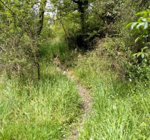 Bord du St Denis, Bois Gelé par Vétillerie - Mauges-sur-Loire - 3
