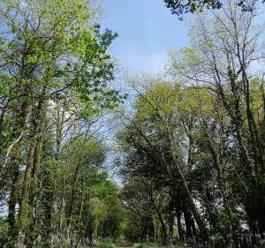 Jonction entre le Moulin au Geay et la Boissière - Aubigny-Les Clouzeaux - 5