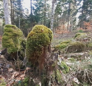 Ontmoet de kabouters in het geheime bos van Mercoire - Cheylard-l'Evêque - 5