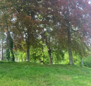 Petite balade au sein du Parc Rivoli - La-Roche-sur-Yon - 5