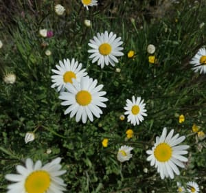 Petite Boucle en campagne - Aubigny-Les Clouzeaux - 4