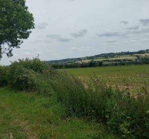 Balade en campagne à Coindé-Sur-Noireau - Amelie - 4