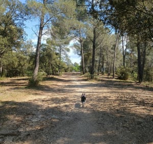 Les falaises de Valabre - Gardanne - 4