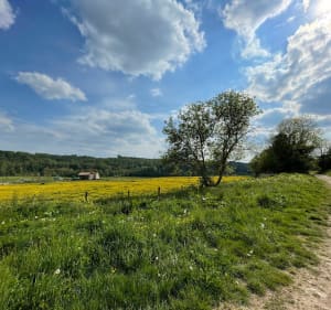 Balade entre Dammartin-sur-Tigeaux et Guérard - Dammartin-sur-Tigeaux - 3