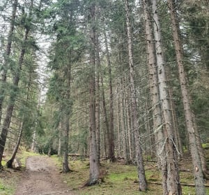 Balade au territoire des marmottes près du mont Charvin - Le Bouchet-Mont-Charvin - 4