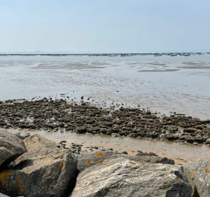 Loop naar de Pointe de L'Aiguillon - L'Aiguillon-la-Presqu'île - 4