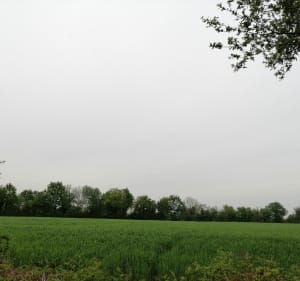 Boucle vers L'anglais au départ de la Moussoirie. - La Boissière-des-Landes - 5