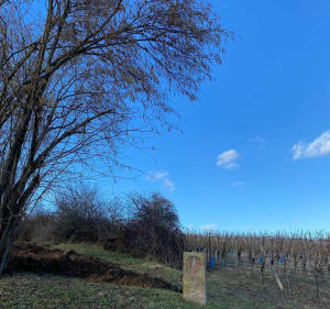 Prachtige wandeling in de wijngaarden van Ribeauvillé - Ribeauvillé - 3
