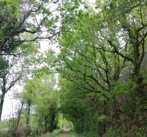 Boucle des Etangs - La Boissière-des-Landes - 3