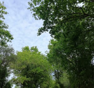 Boucle des Etangs - La Boissière-des-Landes - 4