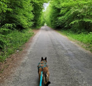 Wandelen in het Londe-Rouvray State Forest - Grand-Couronne - 4