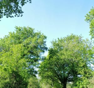 Boucle de Bourdigal - Sainte-Flaive-des-Loups - 4