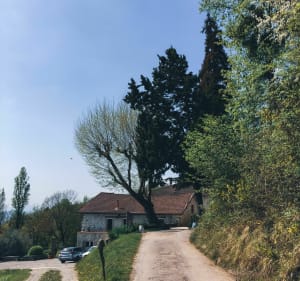 Single meylannais sous les pins - Meylan - 3