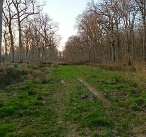Sentier du Bruhlwald Lixing les Saint Avold - Vahl-Ebersing - 3