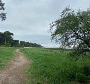 Een korte wandeling door de quincunxen - Andernos-les-Bains - 5
