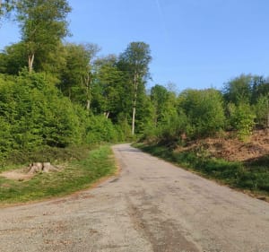 Wandeling in het groene bos van Bretèque - Bois-Guillaume - 4