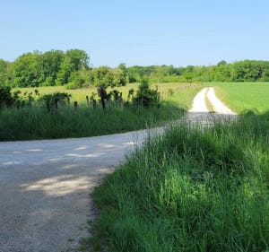 Balade au milieu des champs d'Aubigny en plaine - Edwige - 4
